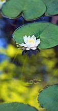 Ninfa aurea